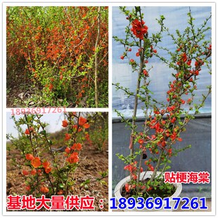 庭院花卉 铁杆海棠 海棠 贴梗海棠树苗 盆栽长寿冠 量大从优