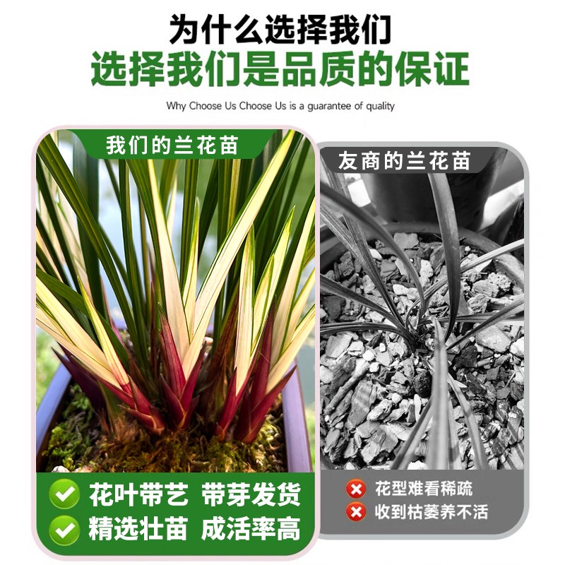 兰花盆栽建兰铭品高山春色高端艺草名贵四季兰花苗绿植物带花苞