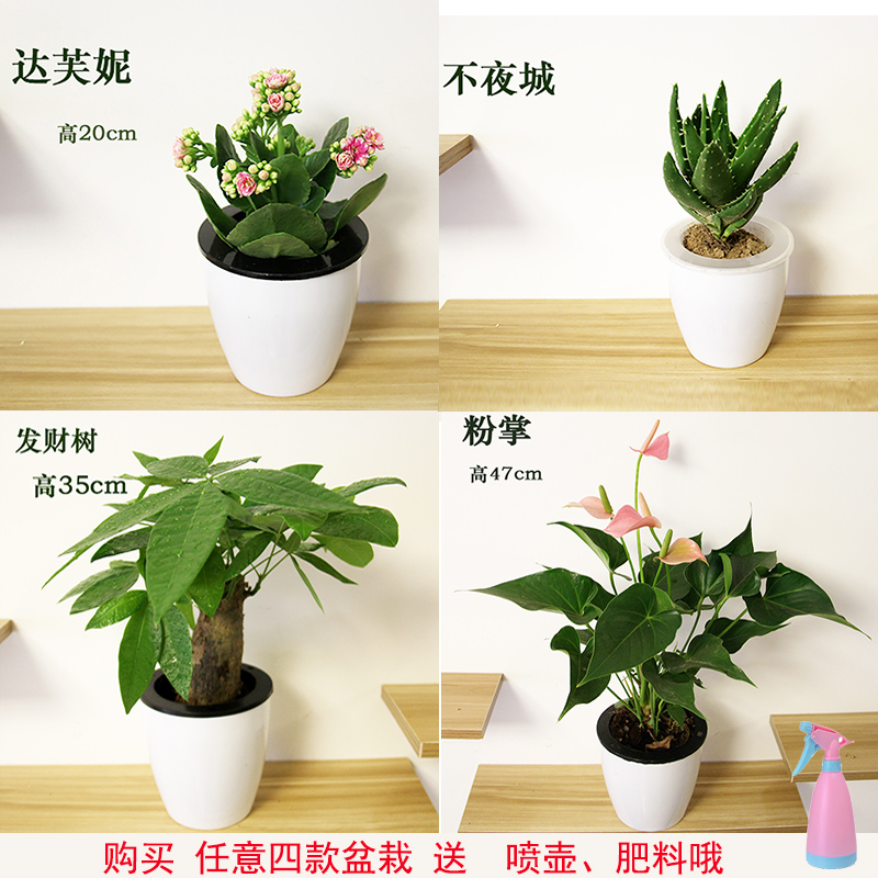 发财树绿萝栀子花带苞吊兰富贵竹长寿花芦荟九里香橡皮树红掌盆栽