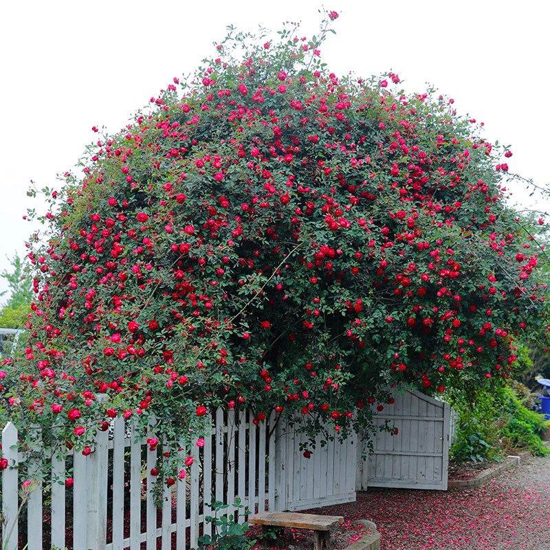惠惠的花园爬藤月季赤龙含珠四季开花耐热耐晒庭院阳台月季盆栽