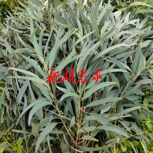 新鲜桉树叶 桉树枝蜜袋鼯磨牙棒 宠物用品 蜜袋鼯喜欢 桉树果干品