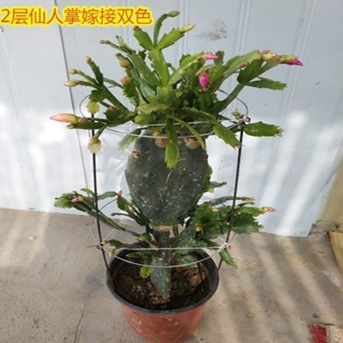 仙人掌嫁接蟹爪兰层令箭荷带多色四季多肉盆景