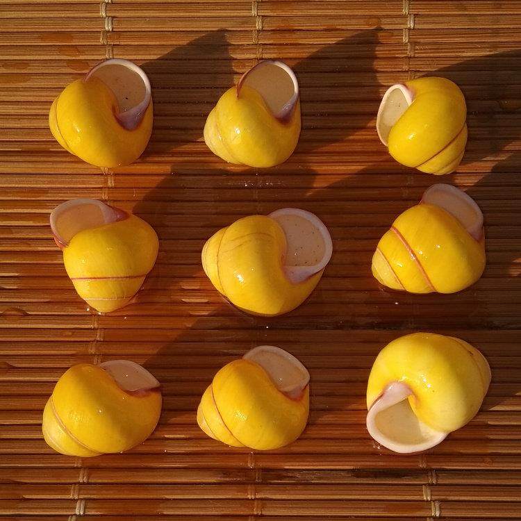 天然海螺贝壳小黄色蜗牛螺 寄居蟹水族鱼缸造景橱窗拍摄道具装饰,家居饰品,海螺/贝壳/珊瑚,淘宝优惠券,粉丝福利购,淘宝优惠卷