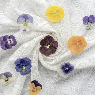 新品干花压花植物标本三色堇香堇押花相框台灯真花美甲脸贺卡标签