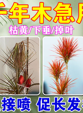 千年木肥料干尖灵植物黄叶枯叶烂根病叶面喷施营养液观叶植物专用