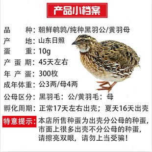 鹌鹑蛋受精种蛋新手可孵化黑羽黄羽高产蛋鹌鹑鸟当天新鲜鹌鹑种蛋