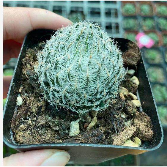 钢丝球 原始种丝球原始玉露塞米维亚多肉3-4cm多肉植物瓦苇十二卷