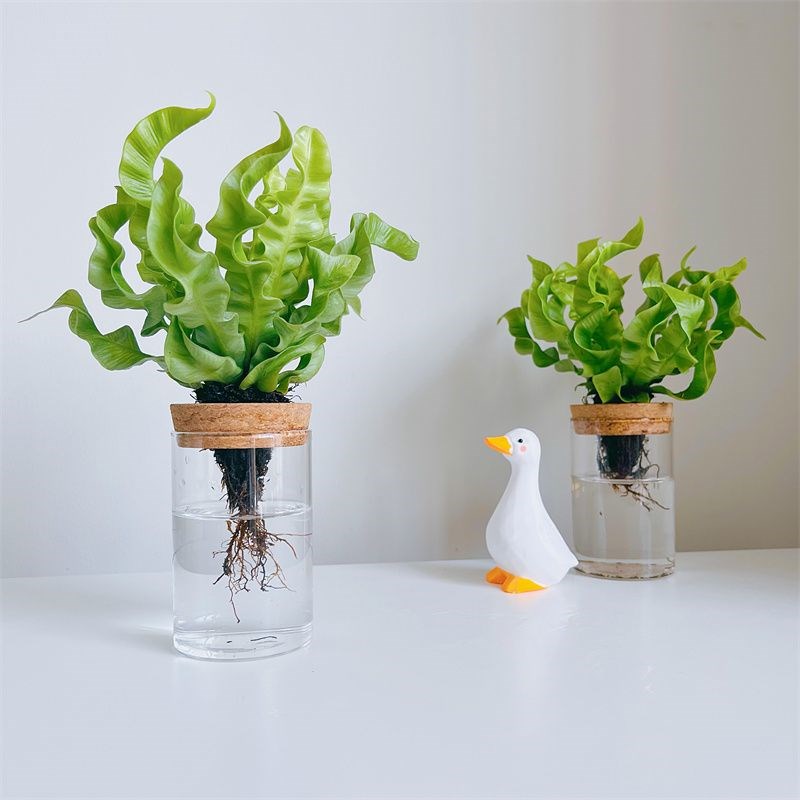 【水培波浪蕨】火焰鸟巢蕨办公室内电脑桌面绿植花卉盆栽植物好养