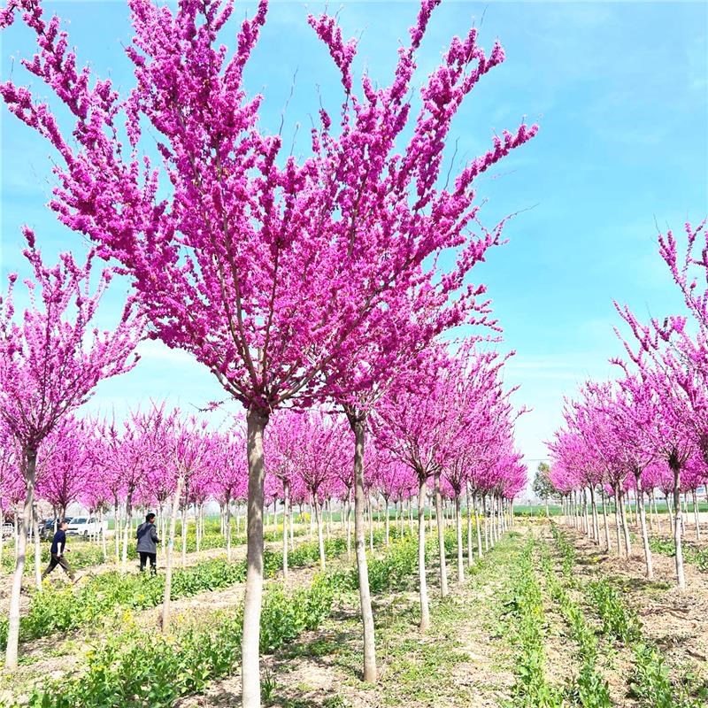 紫荆花树苗庭院耐寒花卉四季开花紫荆小苗绿化工程苗木丛生满条红