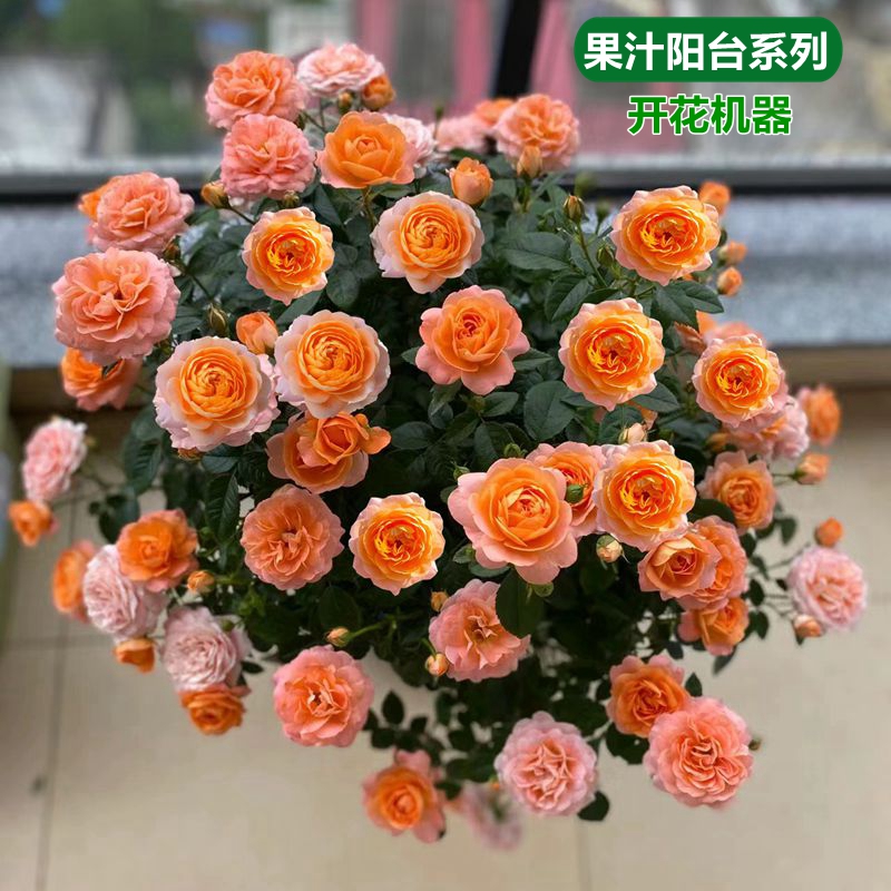 月季花苗草莓杏仁饼果汁阳台四季直立月季玫瑰庭院阳台花卉盆栽