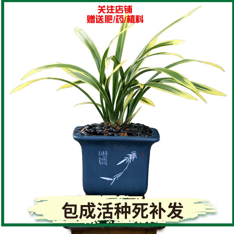 苗鹤艺金边墨兰铭品鹤之华浓香好养名贵室内绿植花卉盆栽