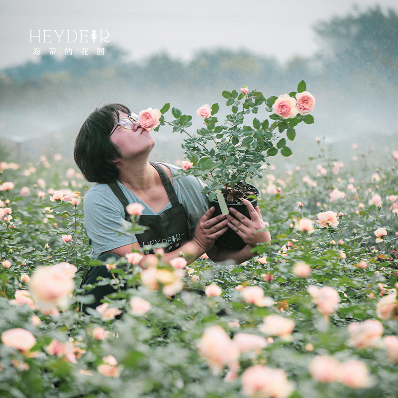 海蒂的花园月季花苗真宙直立切花月季耐热强果香阳台花卉盆栽
