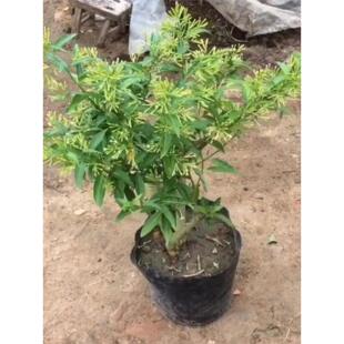 夜来香花树苗 夜来香树苗盆栽夜来香苗 四季 驱蚊虫植物