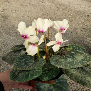 一代仙客来年宵带花盆栽兔子花鹤仙来进口种球室内易养原土盆包邮