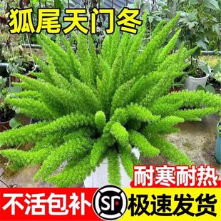 狐尾天门冬盆栽大苗阳台庭院室内外四季常青耐热九尾狐真花卉植物