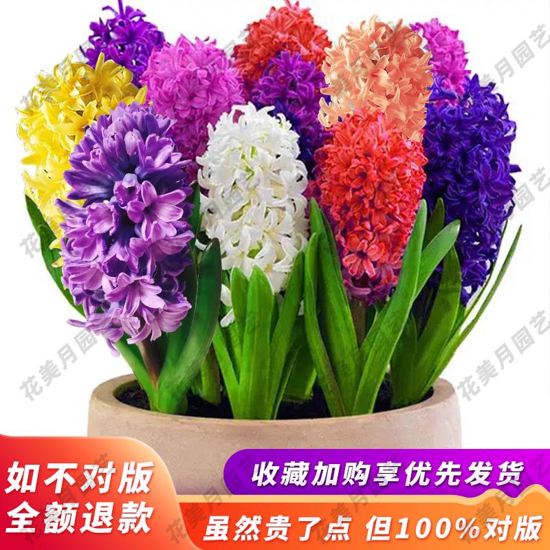 荷兰进口风信子种球水培花卉耐寒盆栽室内阳台水养套餐大种球室内