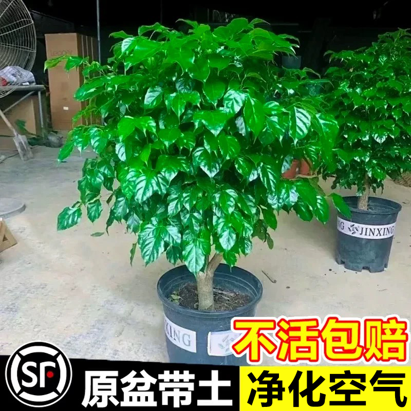 幸福树客厅盆栽大颗办公室