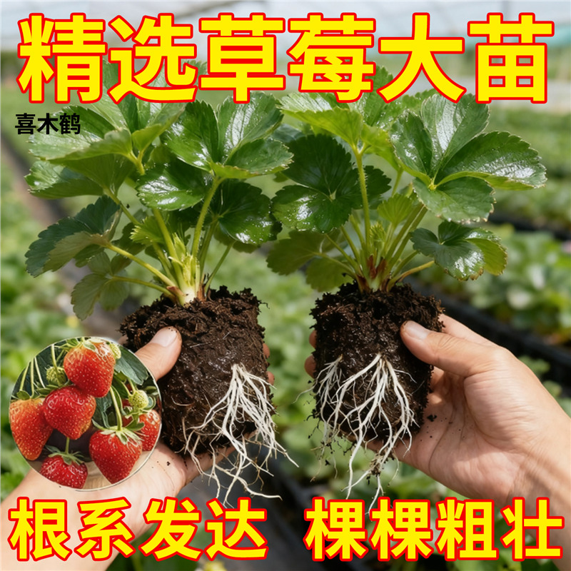 草莓苗穴盘脱毒秧奶油红颜