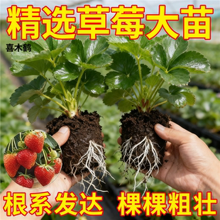 草莓苗穴盘苗脱毒苗秧奶油红颜南北方阳台盆栽庭院四季 种植结果