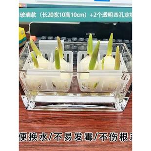 10颗进口郁金香种球水培花卉植物室内花种子盆栽花苗土培水养耐寒