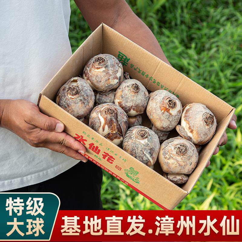 漳州单复瓣水仙花种球盆栽水培养植物特级大种子花卉好养冬天开花