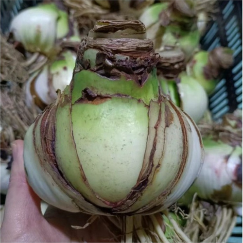 现货巨无霸系列大球荷兰