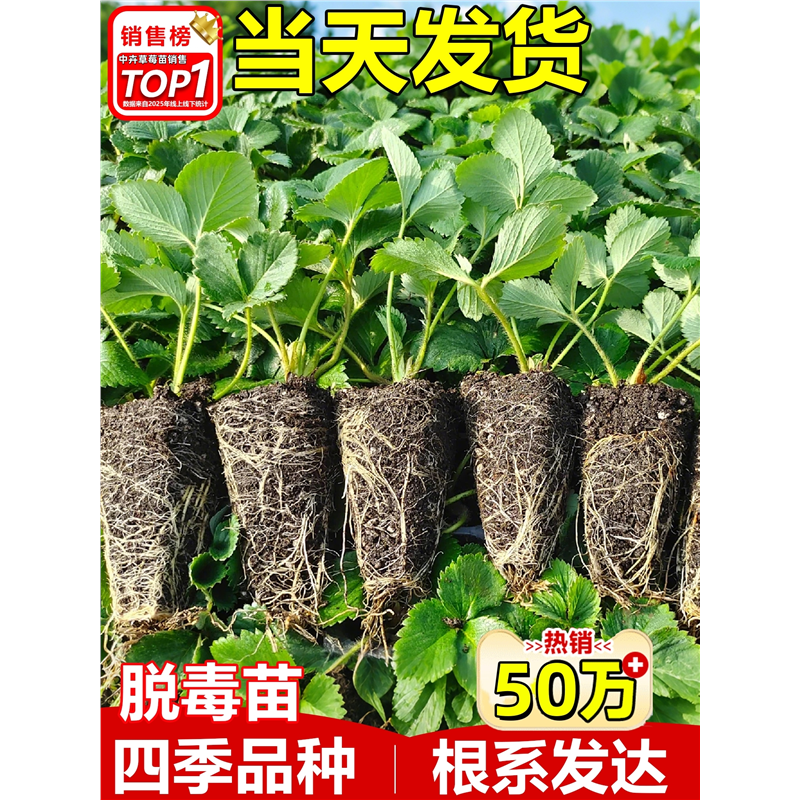 草莓苗穴盘秧四季结果盆栽