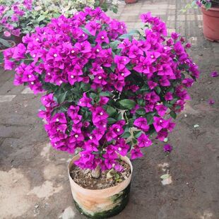 三角梅花苗重瓣不甜西瓜卡亚塔双色落日爬藤四季勤花盆栽庭院树苗