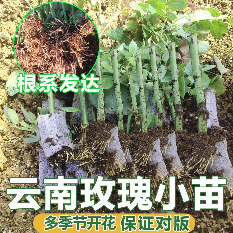 真正的玫瑰花苗小云南黑巴