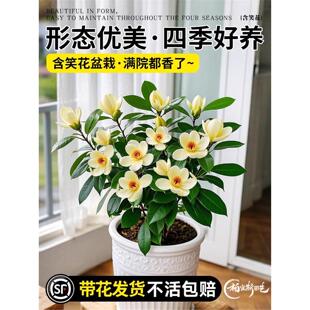 含笑花花苗树苗带花苞四季花卉绿植浓香型室内外盆栽客厅耐热好养