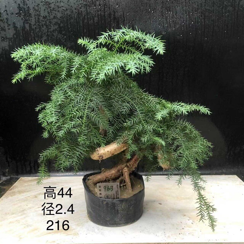 澳洲杉盆景不老松造型提根盆栽澳大利亚杉欧洲杉客厅