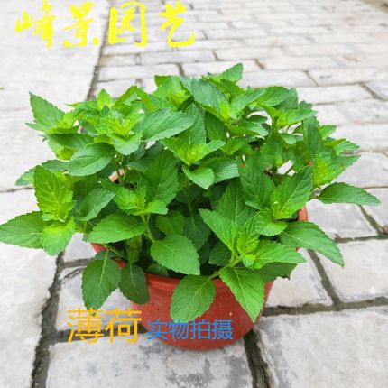 留兰香薄荷盆栽幼苗可食用新鲜大小叶邹M叶浓香型四季好养植物
