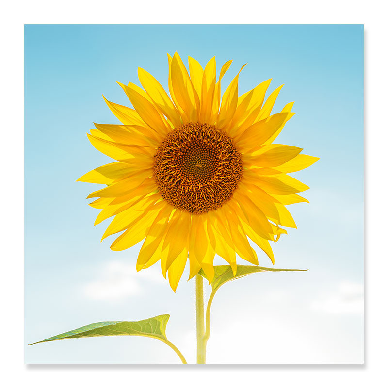 无框画向日葵风景挂画现代家居装饰画儿童房卧室床头壁画,家居饰品,现代装饰画,淘宝优惠券,粉丝福利购,淘宝优惠卷