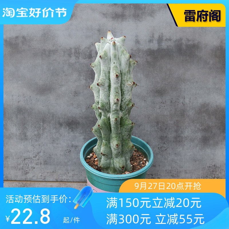 雷府阁大型仙人柱稀有大颗美观养易度夏仙人掌多肉阳台庭院盆栽