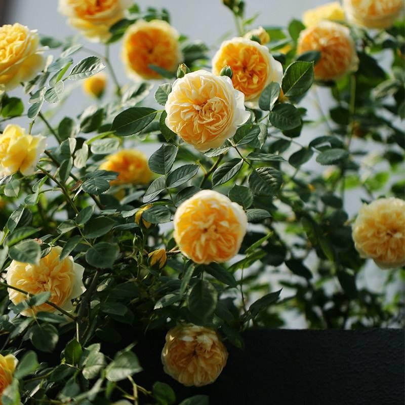 欢笑格鲁吉亚奥斯汀四季大花浓香爬藤玫瑰耐寒藤本月季蔷薇花大苗