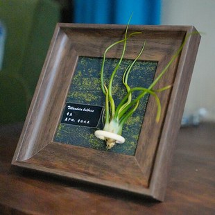 空气凤梨手工定制装饰画电表箱客厅书房软装桌摆相框绿植装饰画