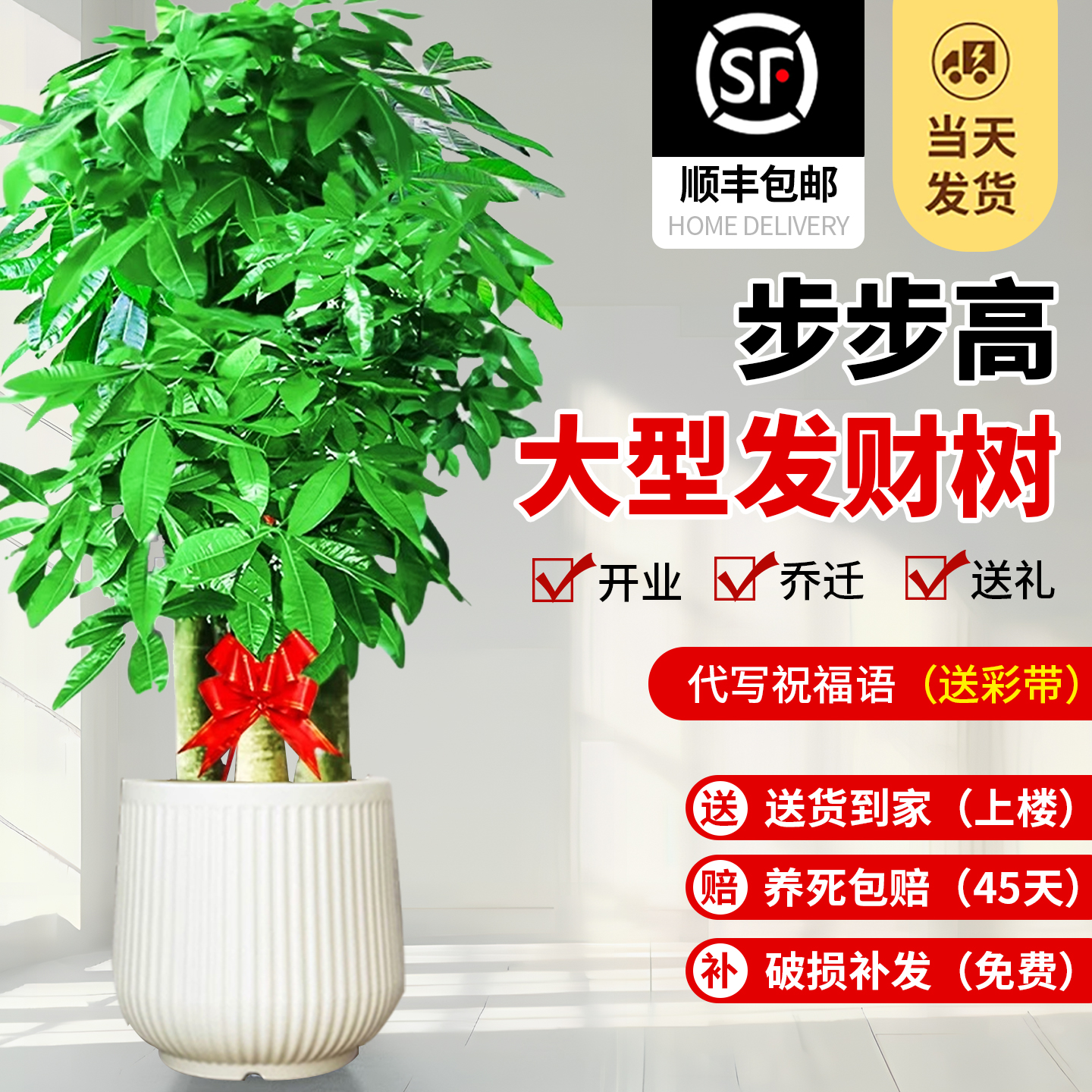 发财树三杆步步高客厅大盆栽室内大型绿植乔迁新居办公室开 业送