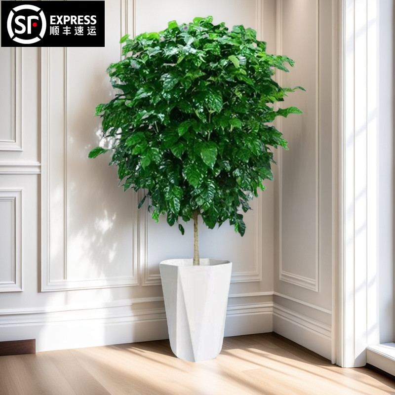 幸福树客厅大盆栽棒棒糖老桩绿植办公室内外四季常青净化空气植物