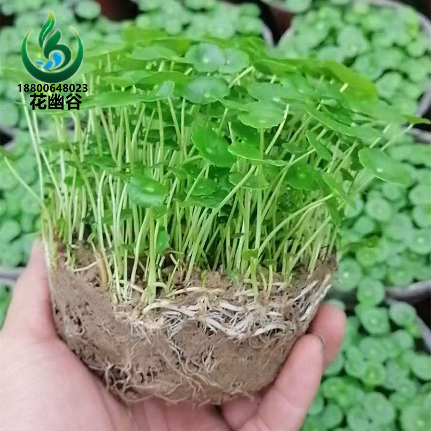 铜钱草花苗金钱菇金钱草基地绿植盆栽水培花卉宿根植物观叶绿植