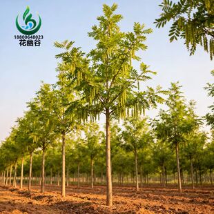 枫杨树苗大树庭院行道树枫杨麻柳蜈蚣柳枫柳皮树元宝树枫杨树苗