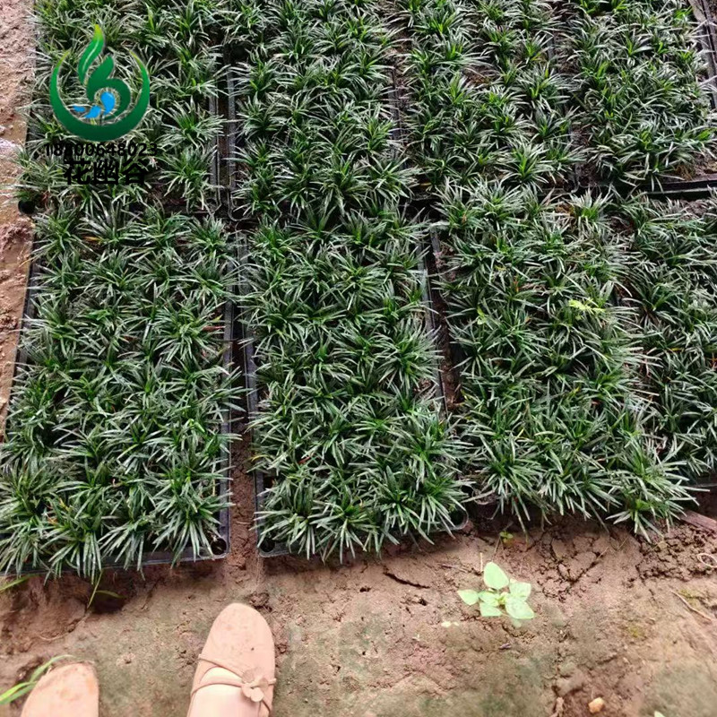 麦冬草花苗矮麦冬玉龙草耐践踏图片