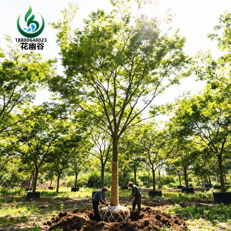 朴树树苗丛生朴树榉树庭院道路园林绿化乔木观赏苗木绿化风景树 - 实物图