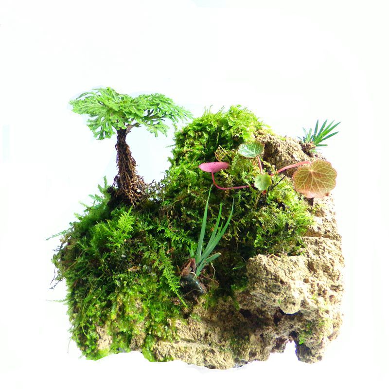 吸水石植物苔藓卷柏附石菖蒲客厅盆景假山水陆缸雨林造景绿植包邮