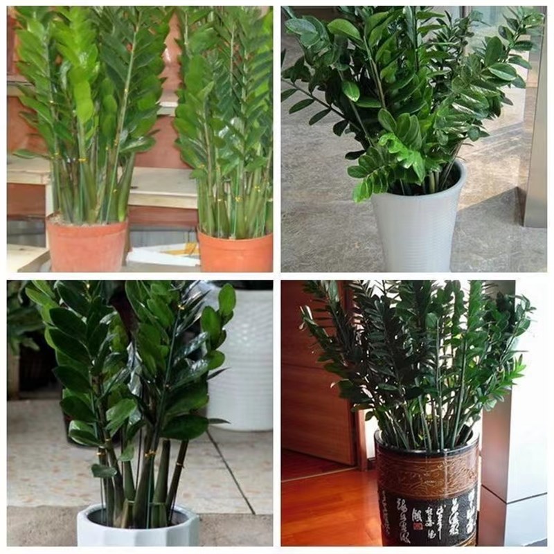 植物支架爬藤花架支柱杆月季花卉番茄支撑玻璃纤维直杆固定爬藤架