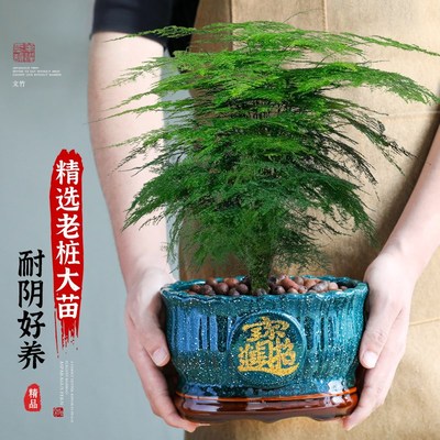 特级大盆文竹盆栽办公室内桌面绿植四季常青花卉净化空气好养易活