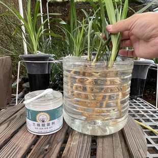 保根護根1 500倍液稀釋浸泡5分鐘 蘭花護根營養液 蘭根脫菌劑
