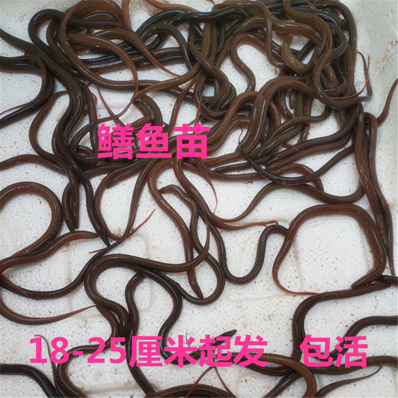 鳝鱼鲜活稻田鳝鱼苗大黄鳝长鳝鱼盘鳝黄鳝幼苗长鱼鲫鱼一斤包邮