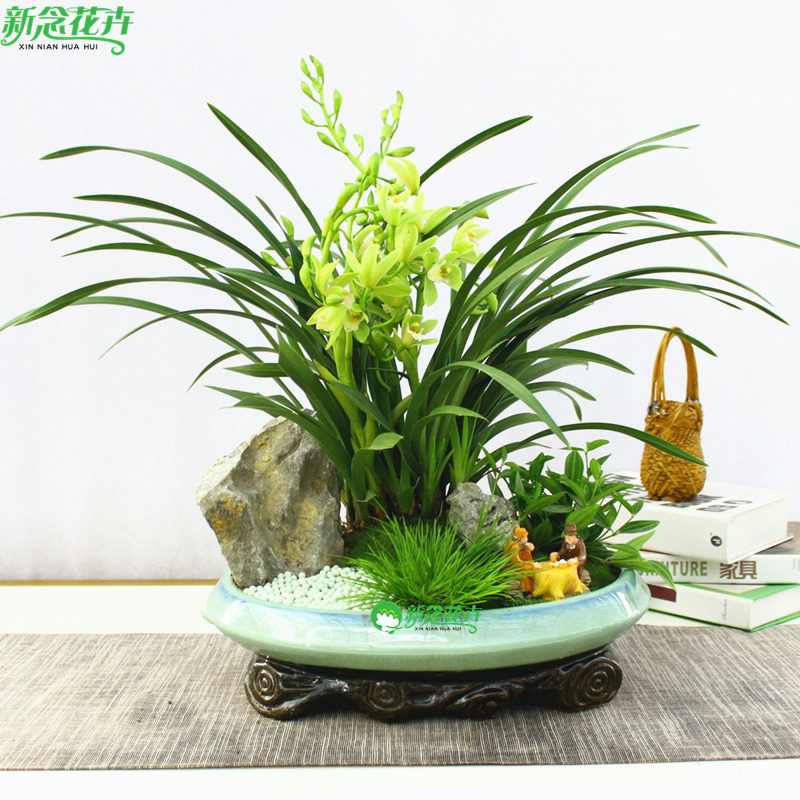 新念 香兰盆栽清香型室内植物客厅茶几花卉带花苞