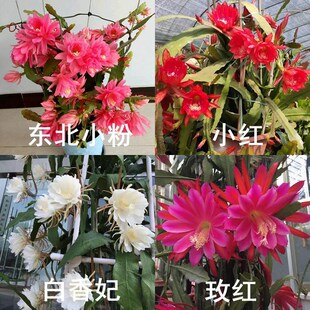 令箭荷花带根花苗盆栽室内外花卉植物多肉阳台观赏重瓣售嫁接枝条