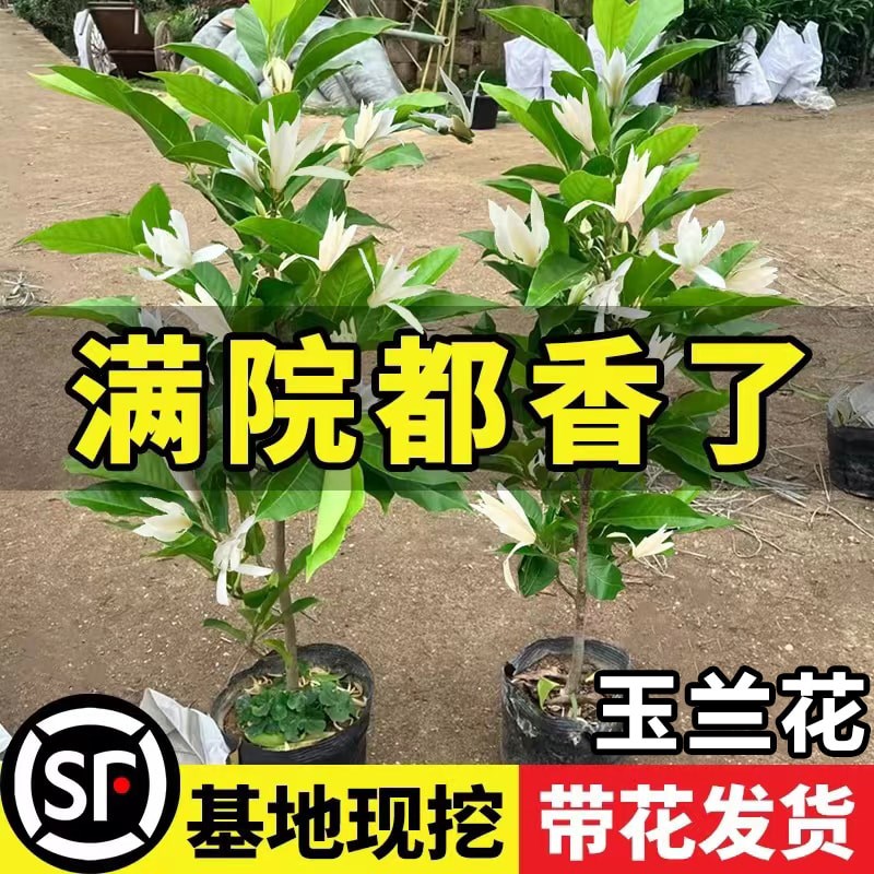 玉兰树苗盆栽浓香白玉兰带花苞矮化耐寒植物室内外四季开花卉绿植